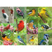 Birds of a Feather 500 Piece Jigsaw Puzzle Springbok - for just $17.99! 