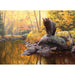 Black Bear Pond 1000 Piece Jigsaw Puzzle Cobble Hill - for just $19.99! 