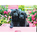 Black Labs in a Pink Box 500 Piece Jigsaw Puzzle Eurographics - for just $17.99! 