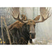 Bull Moose 500 Piece Jigsaw Puzzle Cobble Hill - for just $17.99! 