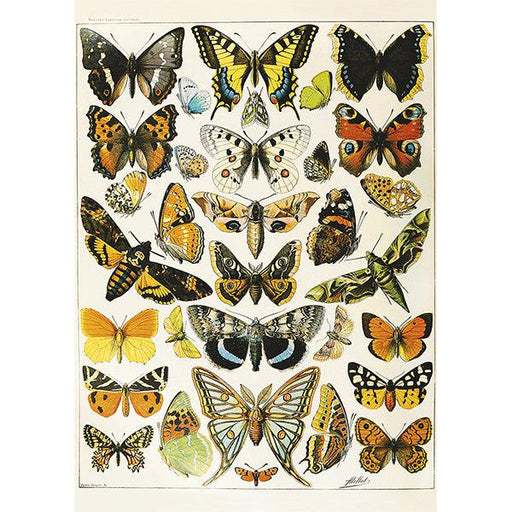 Butterflies & Moths by Millot 1000 Piece Jigsaw Puzzle Piatnik - for just $24.99! 