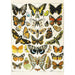 Butterflies & Moths by Millot 1000 Piece Jigsaw Puzzle Piatnik - for just $24.99! 