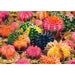 Colorful Succulents 1000 Piece Jigsaw Puzzle Trefl - for just $19.99! 