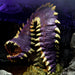 D&D: Icons of the Realms - Fangs and Talons - Purple Worm Premium Set - for just $49.99! 