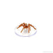 D&D: Icons of the Realms - Wild Shape & Polymorph (Set 2) - for just $44.99! 
