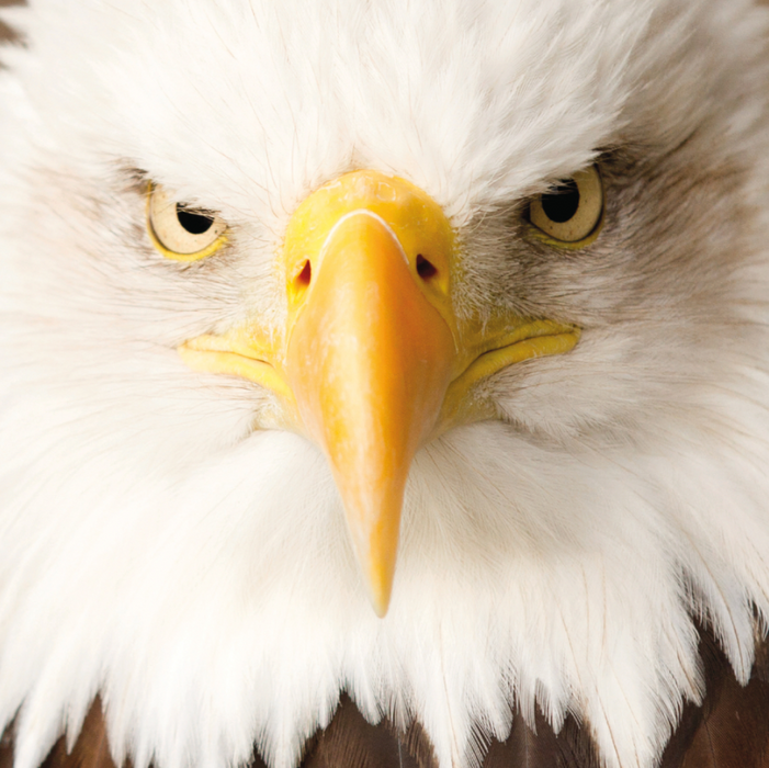 Eagle 66 Piece Pocket Jigsaw Puzzle Curiosi - for just $6.99! 