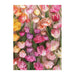 Ephemeral Tulips 1000 Piece Jigsaw Puzzle Galison - for just $19.99! 