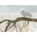 Fallen Willow - Snowy Owl 500 Piece Jigsaw Puzzle Cobble Hill - for just $17.99! 