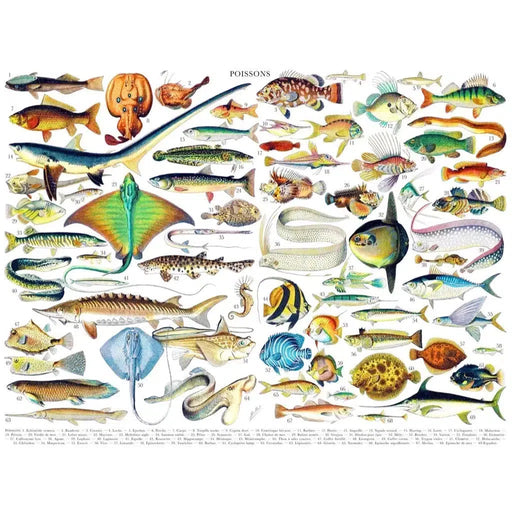 Fish ~ Poissons 1000 Piece Jigsaw Puzzle NYPC - for just $24.99! 