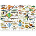 Fish ~ Poissons 1000 Piece Jigsaw Puzzle NYPC - for just $24.99! 