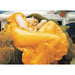 Flaming June 1000 Piece Jigsaw Puzzle Eurographics - for just $19.99! 