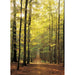 Forest Path 1000 Piece Jigsaw Puzzle Eurographics - for just $19.99! 