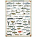 Freshwater Fish 1000 Piece Jigsaw Puzzle Eurographics - for just $21.99! 