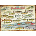 Freshwater Fish of North America 1000 Piece Jigsaw Puzzle Cobble Hill - for just $19.99! 
