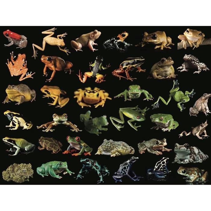 Frogs National Geographic Photo Ark 500 Piece Jigsaw Puzzle NYPC - for just $26.99! 