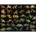 Frogs National Geographic Photo Ark 500 Piece Jigsaw Puzzle NYPC - for just $26.99! 
