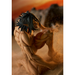 Good Smile Company: Attack on Titans - Pop Up Parade Eren Yeager: Attack Titan Ver. - for just $41.99! 