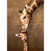 Giraffe Mother's Kiss 1000 Piece Jigsaw Puzzle Eurographics - for just $19.99! 