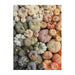 Heirloom Pumpkins 1000 Piece Jigsaw Puzzle Galison - for just $19.99! 