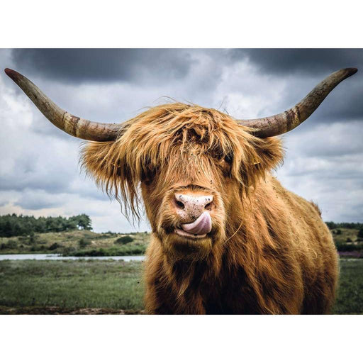 Highland Cattle 300 Piece Jigsaw Puzzle Ravensburger - for just $11.99! 
