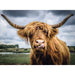 Highland Cattle 300 Piece Jigsaw Puzzle Ravensburger - for just $11.99! 