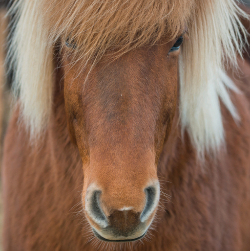 Horse 66 Piece Pocket Jigsaw Puzzle Curiosi - for just $6.99! 