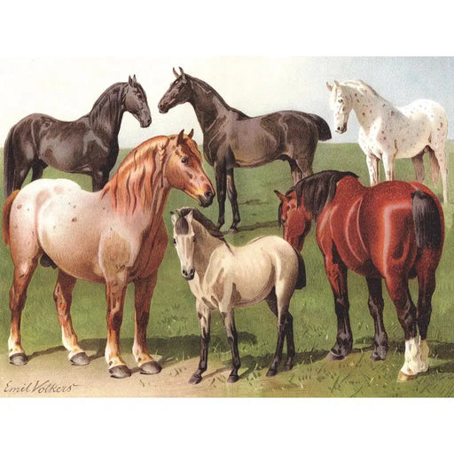 Horse Breeds 1000 Piece Jigsaw Puzzle NYPC - for just $24.99! 
