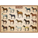 Horses 1000 Piece Jigsaw Puzzle Eurographics - for just $19.99! 