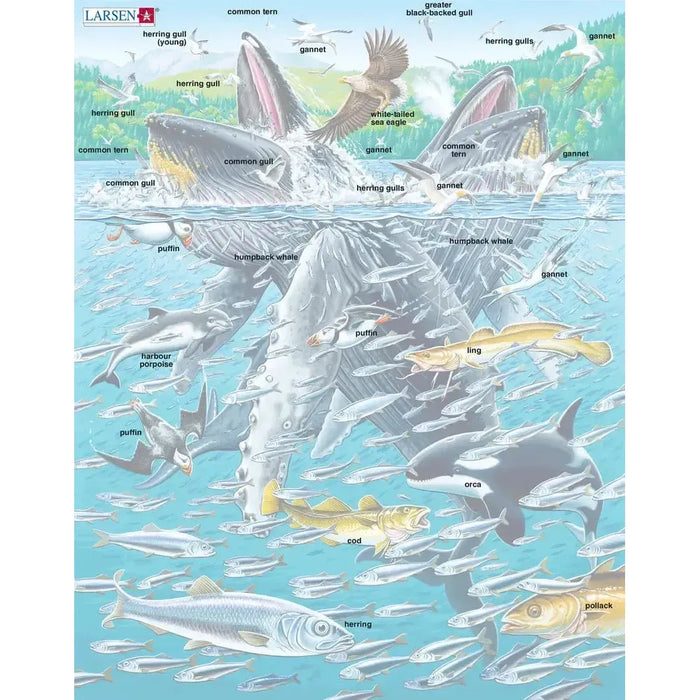 Humpback Whales in a School of Herrings 140 Piece Tray Jigsaw Puzzle Larsen - for just $11.99! 