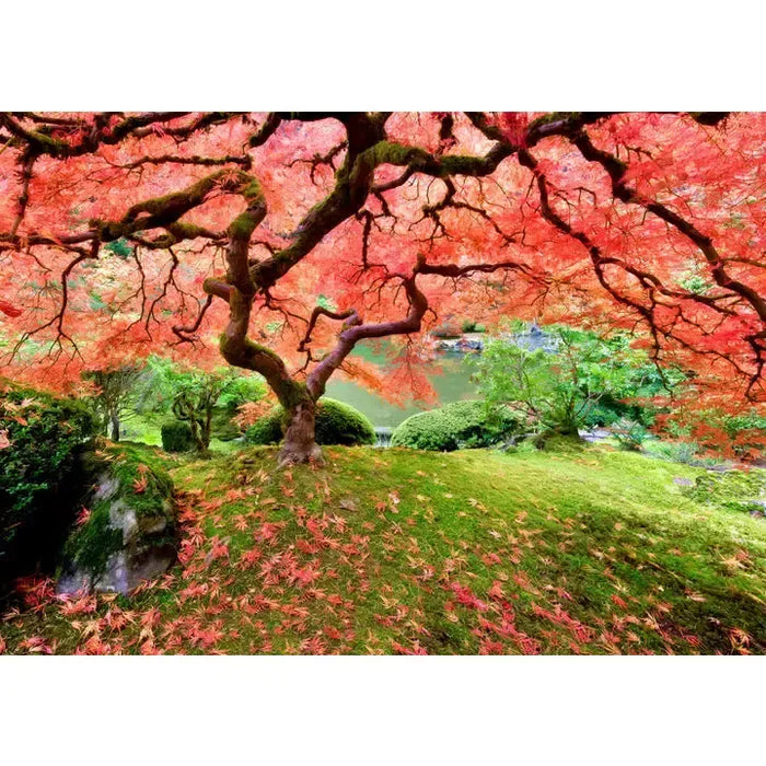 Japanese Maple Tree 1000 Piece Jigsaw Puzzle Peter Pauper - for just $19.99! 