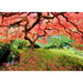 Japanese Maple Tree 1000 Piece Jigsaw Puzzle Peter Pauper - for just $19.99! 