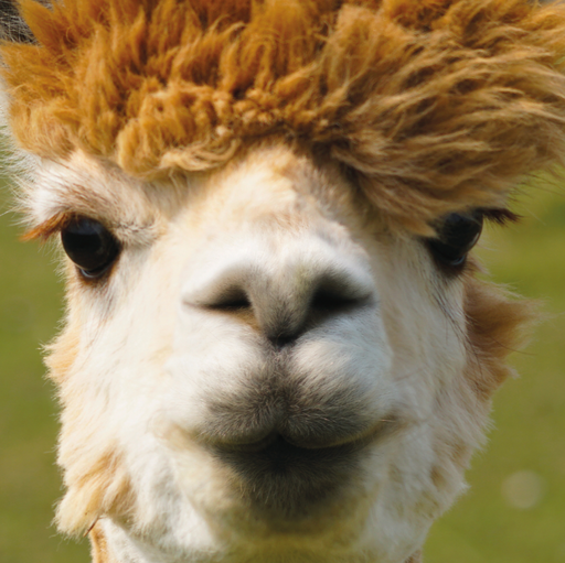 Llama 66 Piece Pocket Jigsaw Puzzle Curiosi - for just $6.99! 