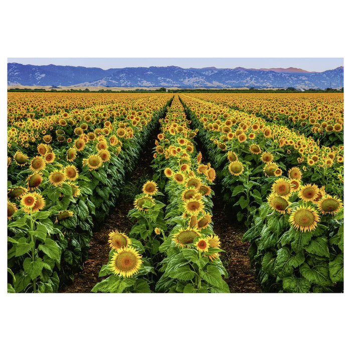 Puzzle: Fields of Gold - for just $20.99! 