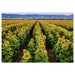 Puzzle: Fields of Gold - for just $20.99! 