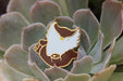 Baby Bestiary: Owlbear Enamel Pin - Tumbling - for just $12! 