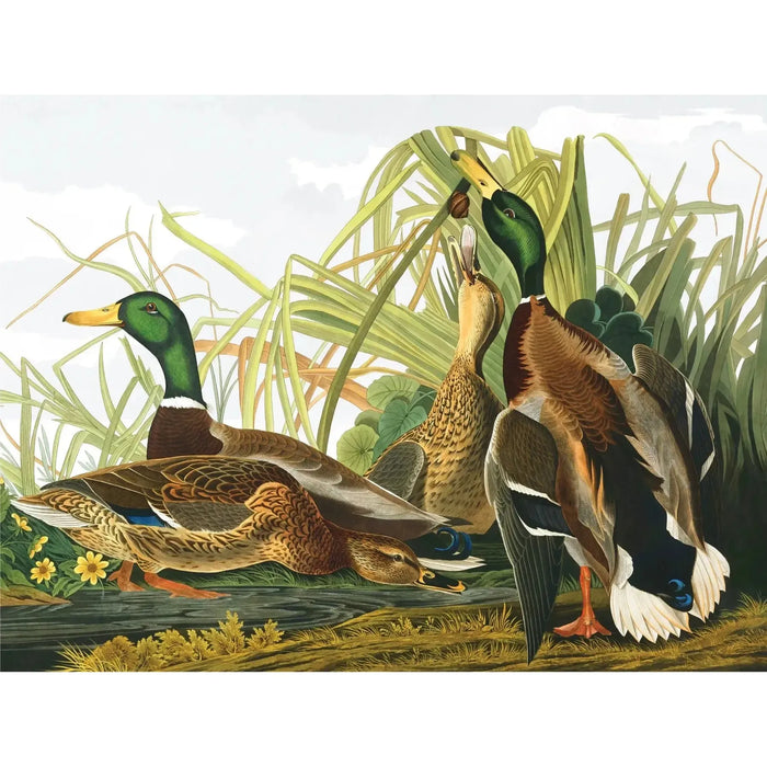 Mallard Ducks Vintage Collection 1000 Piece Jigsaw Puzzle NYPC - for just $28.99! 