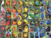 Rainbow of Birds - for just $25! 