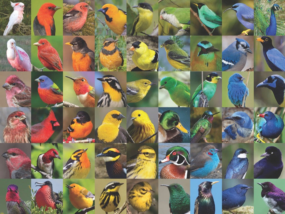 Rainbow of Birds - for just $25! 