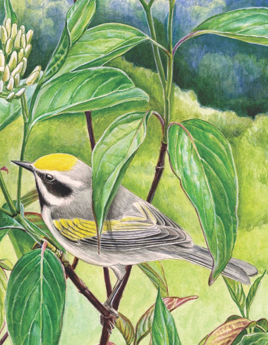 Golden-winged Warbler Mini - Just $12! Shop now at Retro Gaming of Denver