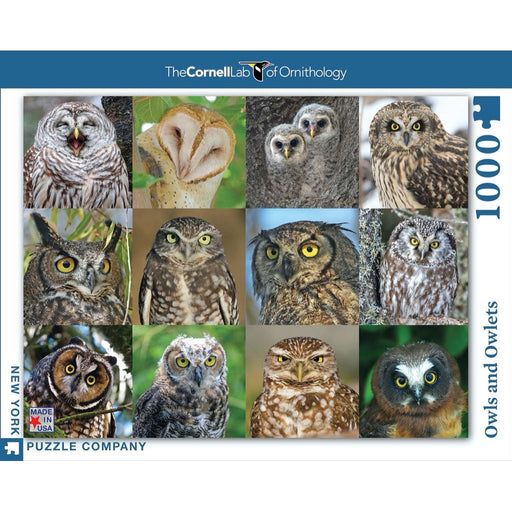 Owls and Owlets - Just $25! Shop now at Retro Gaming of Denver