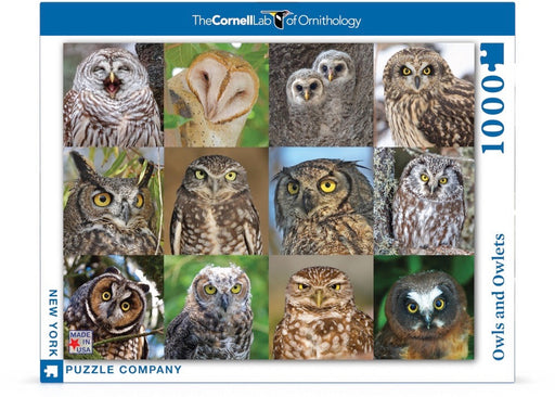 Owls and Owlets - for just $25! 