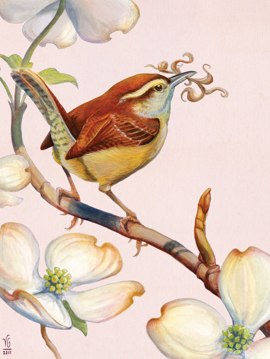 Carolina Wren - for just $23! 