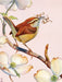 Carolina Wren - for just $23! 