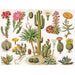 Cacti ~ Cactus - Just $25! Shop now at Retro Gaming of Denver