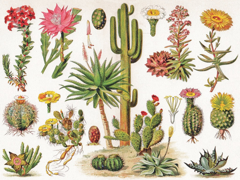 Cacti ~ Cactus - Just $25! Shop now at Retro Gaming of Denver