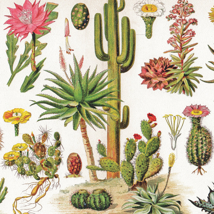 Cacti ~ Cactus - for just $18.75! 