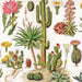 Cacti ~ Cactus - for just $18.75! 