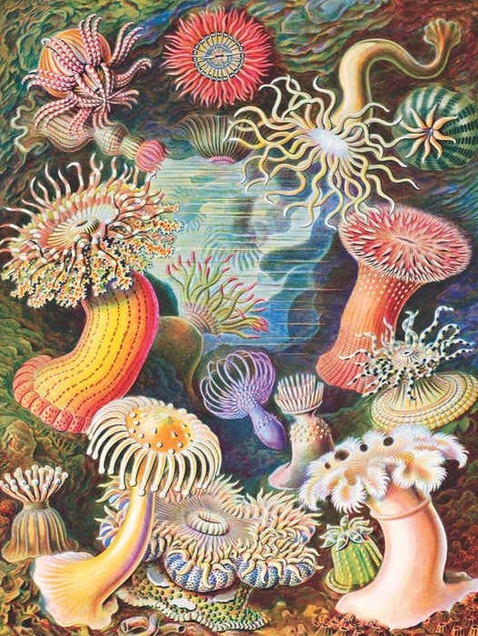 Sea Anemones - Just $25! Shop now at Retro Gaming of Denver