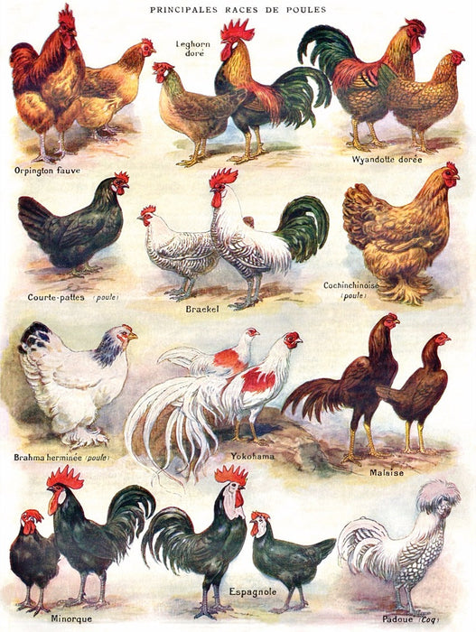 Poules ~ Poultry - Just $23! Shop now at Retro Gaming of Denver