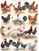 Poules ~ Poultry - Just $23! Shop now at Retro Gaming of Denver